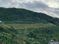 Bán Lô Đất View Đẹp Săn Mây Tại Lộc Thanh - Bảo Lâm - Lâm Đồng